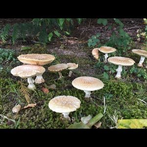 Meet your Posher, Mike